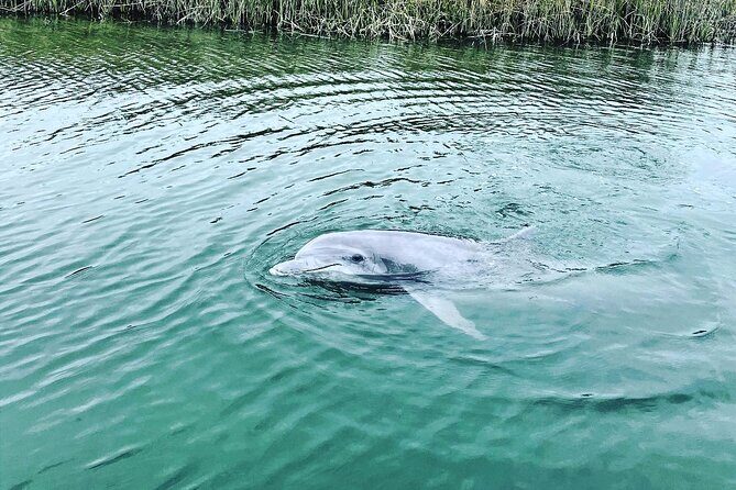 90 Minute Hilton Head Dolphin Tour - What Travelers Are Saying: Authentic Feedback
