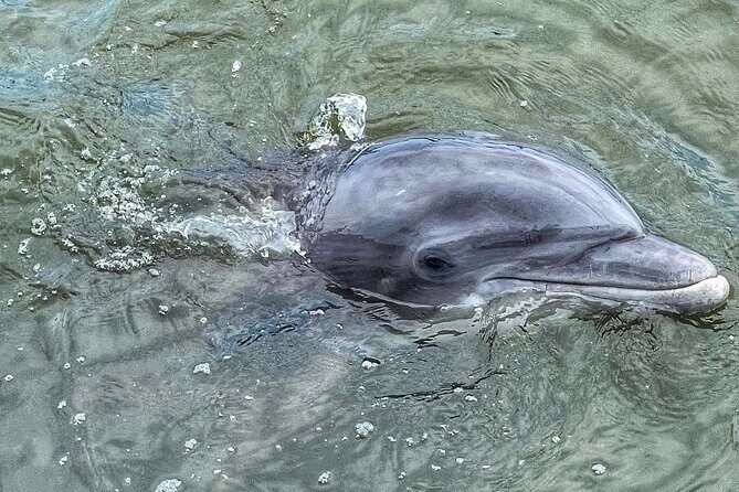 90 Minute Hilton Head Dolphin Tour - FAQ: Practical Questions