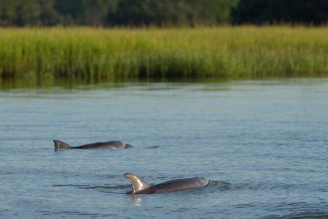 90 minute Hilton Head Sunset Dolphin Cruise - Key Points