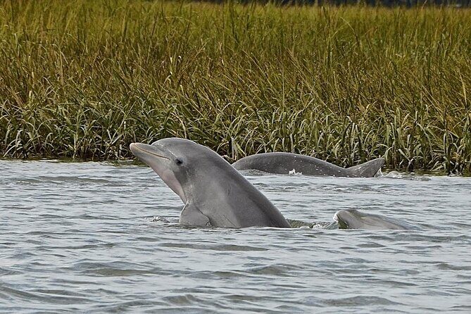 90 minute Hilton Head Sunset Dolphin Cruise - Authentic Experiences From Travelers