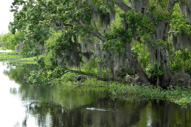 90-Minute Jean Lafitte Swamp and Bayou Tour with Transportation - The Experience with Real Travelers’ Voices