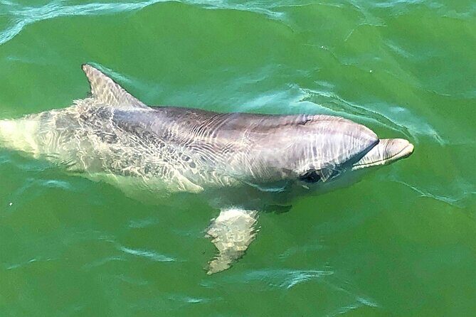 90 Minute Port River Dolphin & Ships Graveyard Cruise - Practical Tips for Travelers