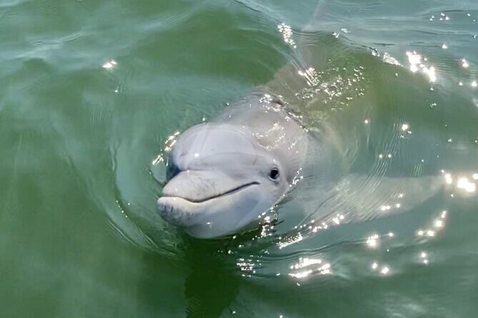 90-Minute Private Dolphin Tour in Hilton Head Island - The Value of a Private Tour