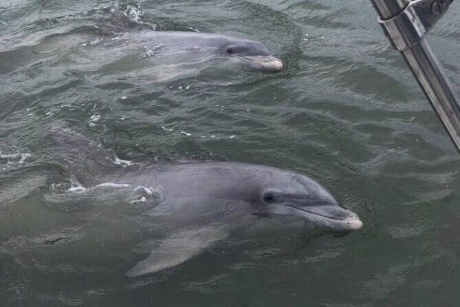 90-Minute Private Dolphin Tour in Hilton Head Island - What Travelers Say