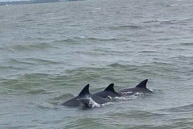 90-Minute Private Dolphin Tour in Hilton Head Island - Practical Details and Tips