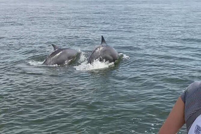 90-Minute Private Dolphin Tour in Hilton Head Island - The Sum Up: Who Will Love This Tour?