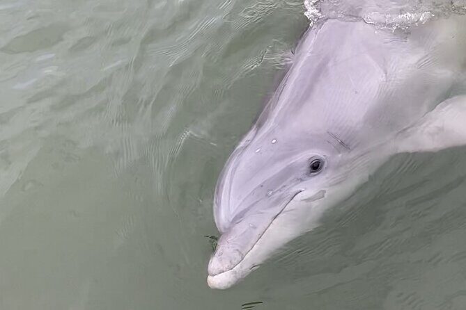 90-Minute Private Dolphin Tour in Hilton Head Island - FAQ