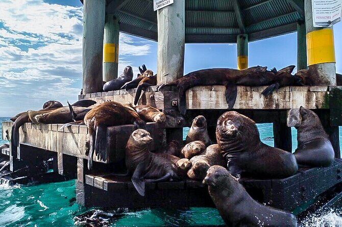 90 minute wildlife and scenic cruise - The Experience for Different Travelers