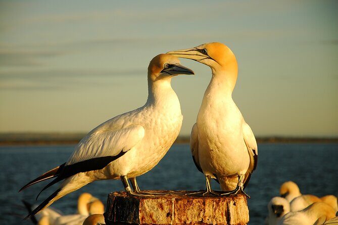 90 minute wildlife and scenic cruise - The Sum Up: Who Should Consider This Tour?