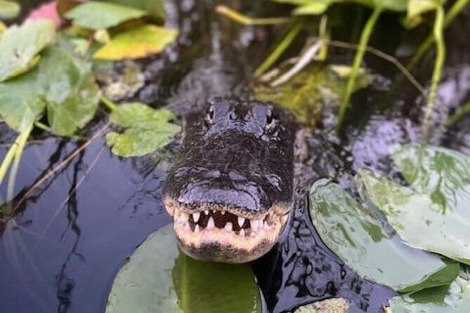 90 minutes Private Everglades Airboat Ride in Miami - The Itinerary – What You’ll Experience