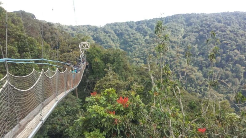 A 10-day Lowland Gorilla trek expedition in DR Congo - A Practical, Authentic 10-Day Journey through Rwanda and Burundi
