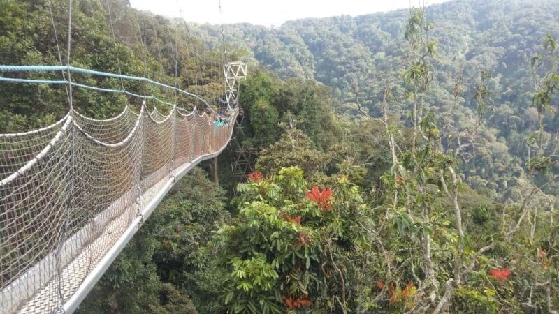 A 10-day Lowland Gorilla trek expedition in DR Congo - Who Will Enjoy This Tour?
