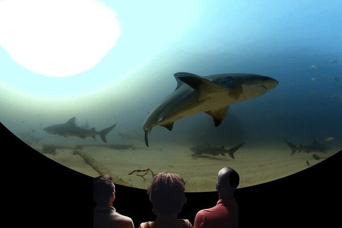A 360° Immersive Ocean Movie Experience (Catalina Island) - Key Points
