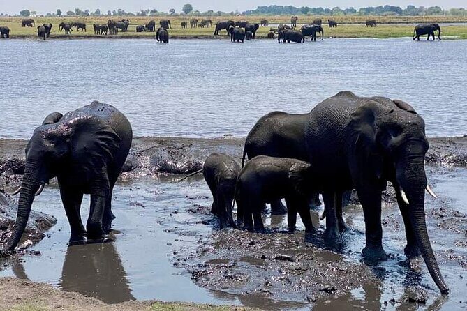 A Chobe Full Day Tour - Botwana - The Itinerary in Detail: What to Expect