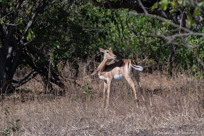A Chobe Full Day Tour - Botwana - Analyzing the Value: Is It Worth It?