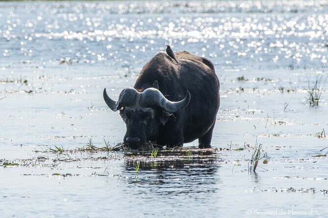 A Chobe Full Day Tour - Botwana - Who Will Love This Tour?