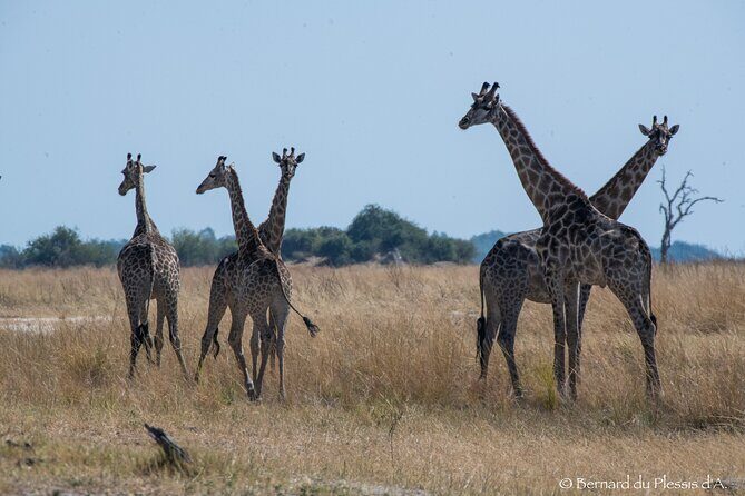 A Chobe Full Day Tour - Botwana - Final Thoughts