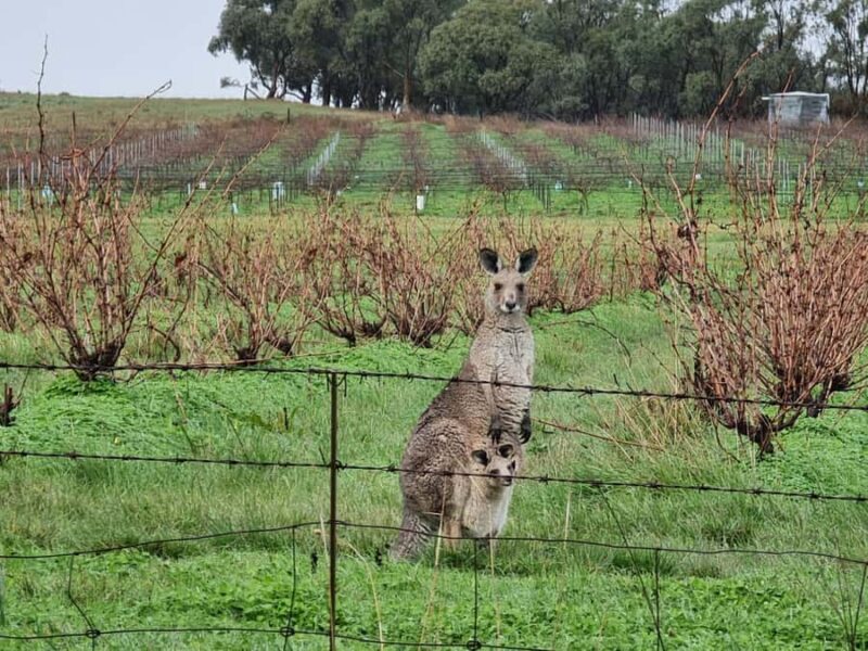 A Clare Valley pickup: Wine and Heritage Tour with a Local. - Final Thoughts