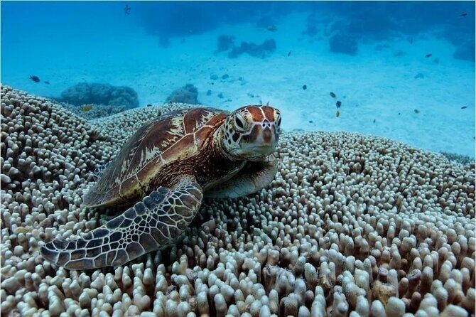 A Cook Islands Turtle Tour - small groups, premium experience - Detailed itinerary and what you can expect