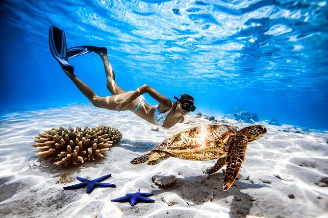 A Cook Islands Turtle Tour - small groups, premium experience - Who will love this experience?