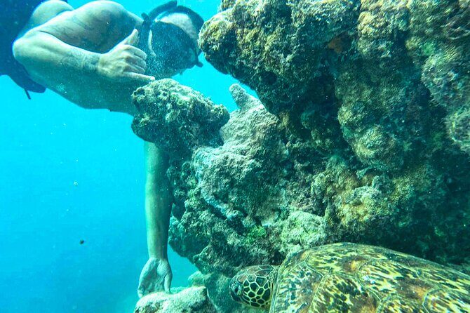 A Cook Islands Turtle Tour - small groups, premium experience - The Sum Up