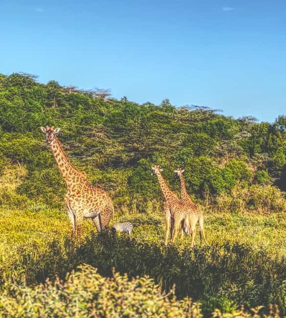 A Day in Arusha National Park - Single-Day Trip - What to Expect on This Day Trip