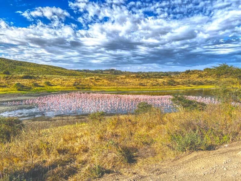 A Day in Arusha National Park - Single-Day Trip - Who Should Consider This Tour?