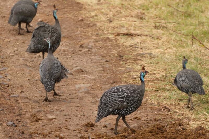 A Day in Lake Manyara National Park - Key Points