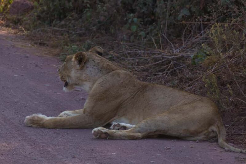 A Day in Lake Manyara National Park - Introduction: A Taste of Tanzania’s Wildlife and Scenery