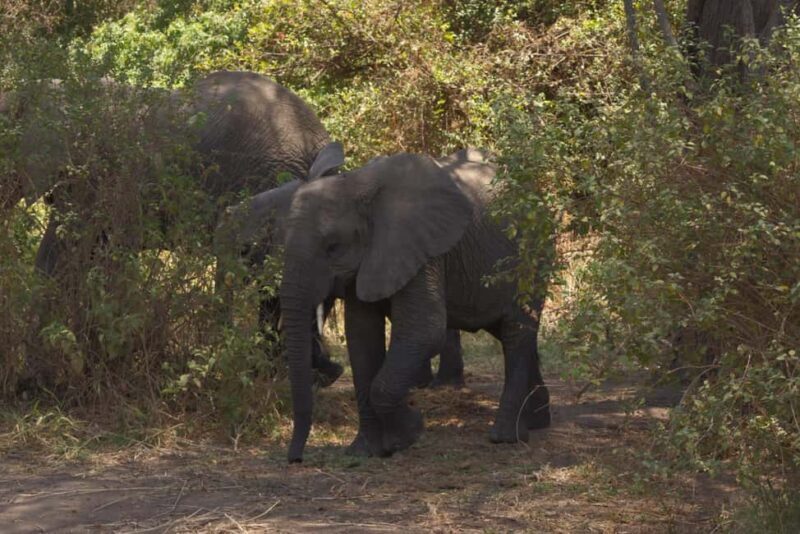 A Day in Lake Manyara National Park - The Itinerary Breakdown