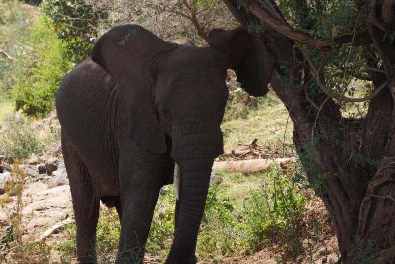 A Day in Lake Manyara National Park - What Reviewers Say