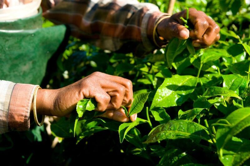 A Day in Munnar: Nature, Culture, and Local Flavor - The Tea Museum: A Deep Dive into Munnar’s Tea Heritage