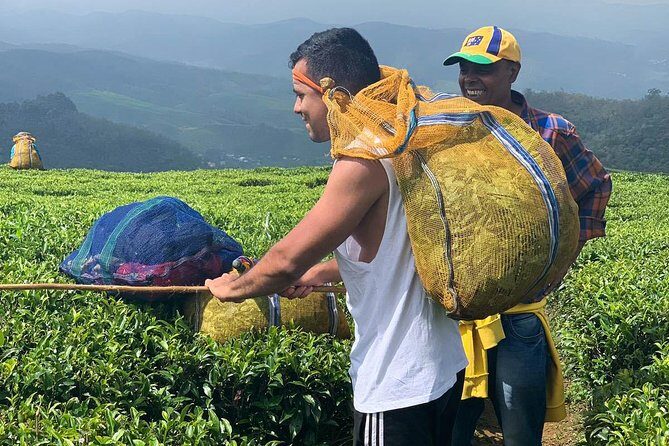 A Day in Nuwara Eliya: Sights & Local Delights - The Sum Up