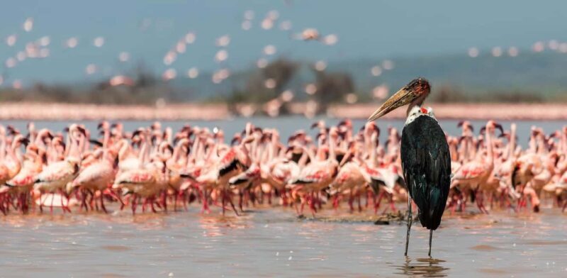 A Day to Nakuru national Park and Boat Ride at Lake Naivasha - Introduction