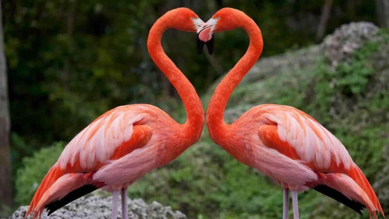 A Day to Nakuru national Park and Boat Ride at Lake Naivasha - Why This Tour Is Worth It