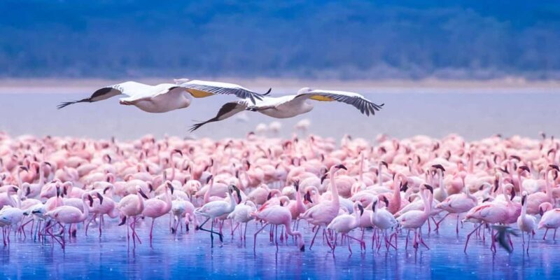 A Day to Nakuru national Park and Boat Ride at Lake Naivasha - The Sum Up