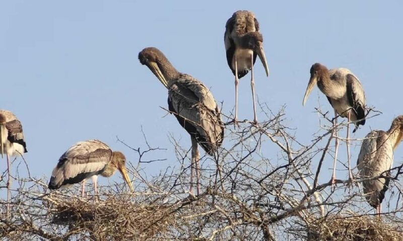 A Day Tour of Bharatpur Bird Sanctuary from Agra. - Key Points