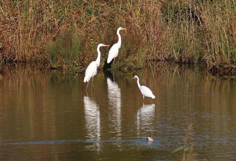 A Day Tour of Bharatpur Bird Sanctuary from Agra. - Exploring Bharatpur Bird Sanctuary: What You Can Expect