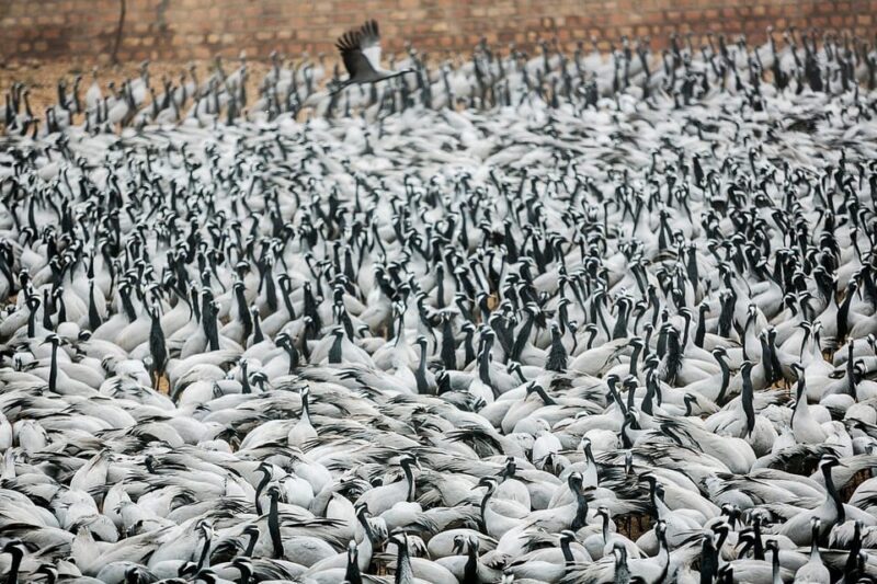 A Day Tour of Bharatpur Bird Sanctuary from Agra. - The Experience’s Strengths and Considerations