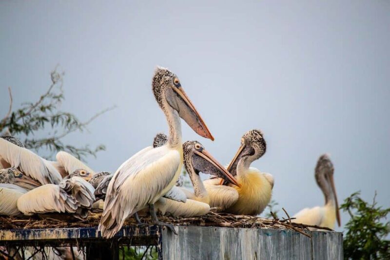 A Day Tour of Bharatpur Bird Sanctuary from Agra. - FAQs