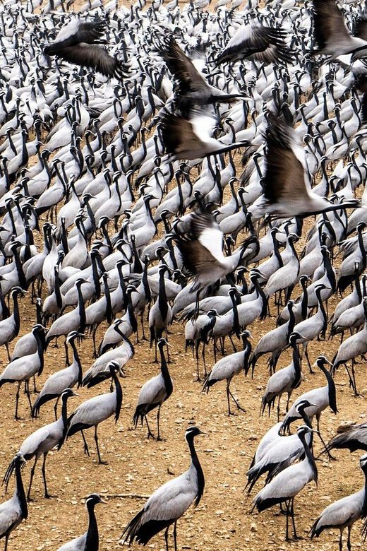 A Day Tour of Bharatpur Bird Sanctuary from Agra. - Final Thoughts