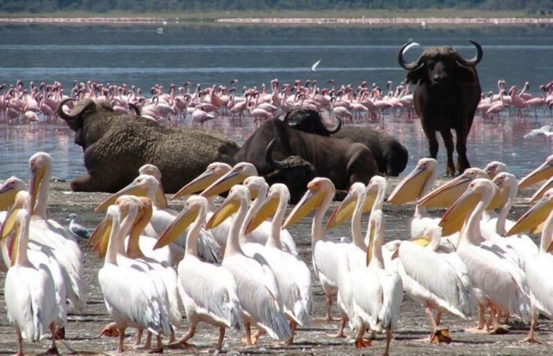 A Day Tour To Lake Nakuru And Naivasha Boat Ride - Introduction: An Exciting Day Out in Central Kenya