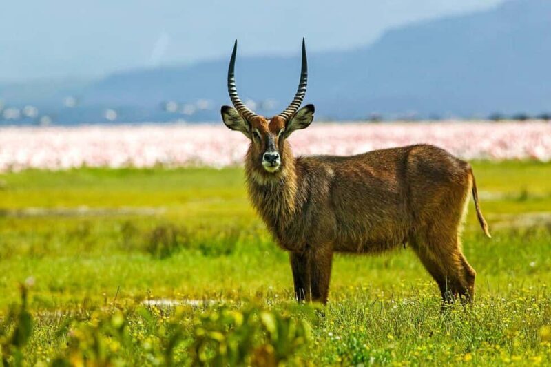 A Day Tour To Lake Nakuru And Naivasha Boat Ride - Exploring the Scenic Escarpments