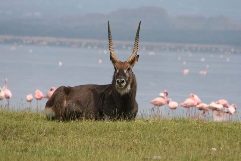 A Day Tour To Lake Nakuru And Naivasha Boat Ride - Final Thoughts: Who Will Enjoy This Tour?