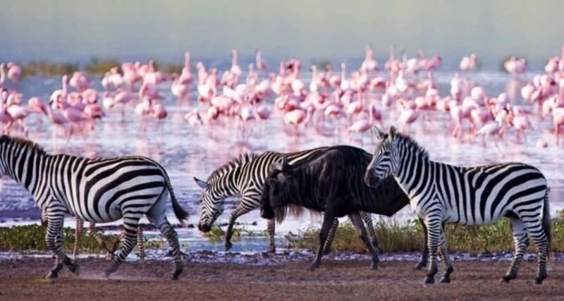 A Day Tour To Lake Nakuru And Naivasha Boat Ride - The Sum Up