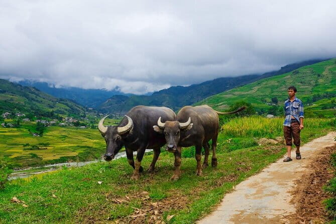 A day Trek to Rice Field in LaoChai-Tavan village-MuongHoa valley - The Value of the Guided Experience