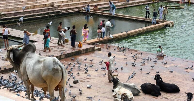 A Day Trip of Pushkar From Jaipur - What’s Included and What’s Not