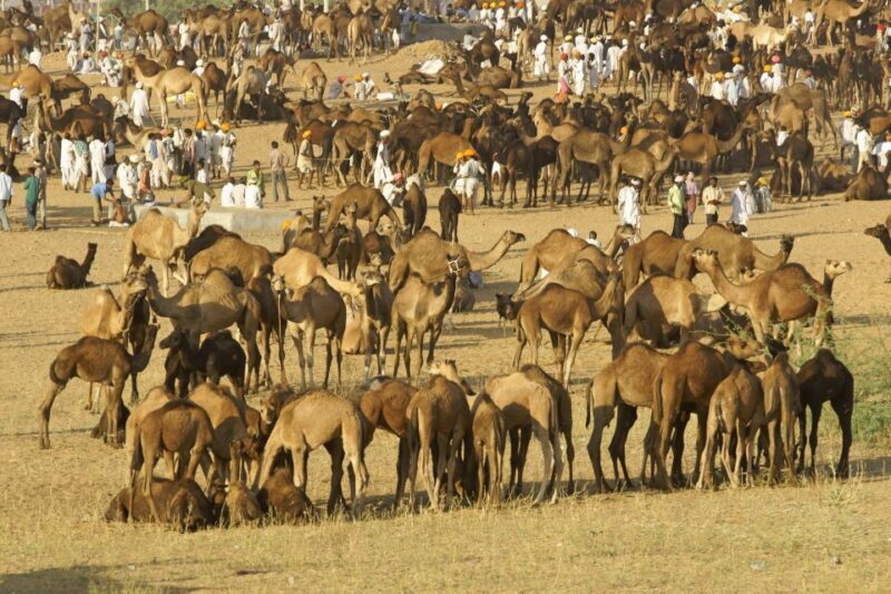 A Day Trip of Pushkar From Jaipur - Frequently Asked Questions
