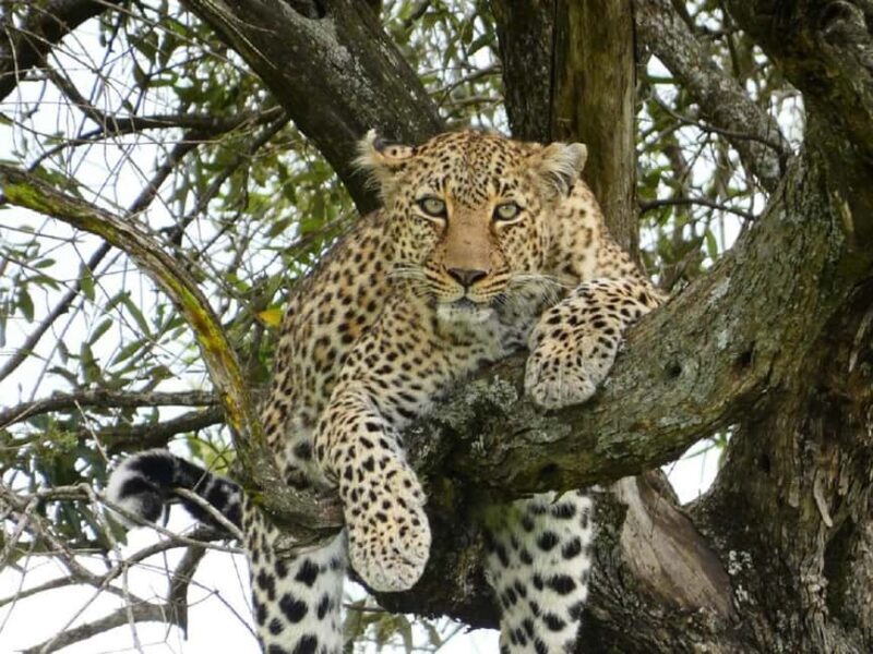 A Day trip to Lake Nakuru National Park from Nairobi - An Overview of the Experience
