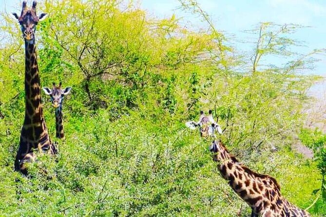 A Day Trip To Mikumi fly from Zanzibar - Who Should Consider This Tour?
